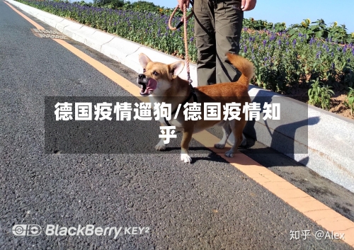 德国疫情遛狗/德国疫情知乎