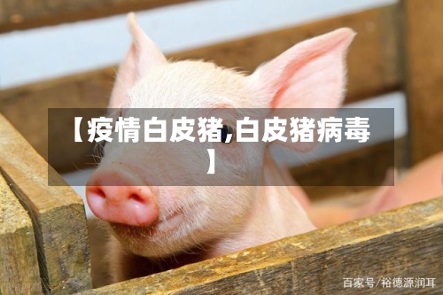 【疫情白皮猪,白皮猪病毒】