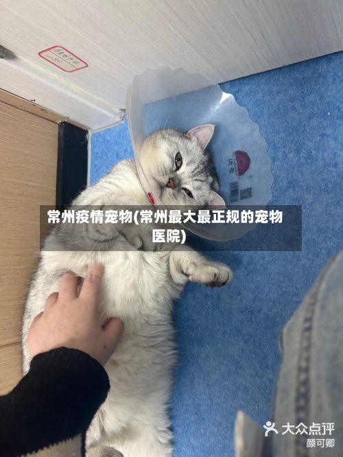 常州疫情宠物(常州最大最正规的宠物医院)-第3张图片
