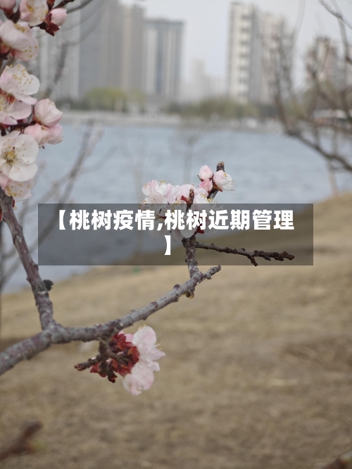 【桃树疫情,桃树近期管理】