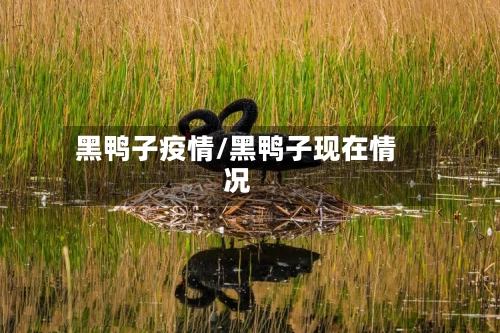 黑鸭子疫情/黑鸭子现在情况