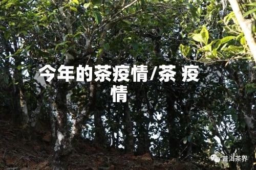 今年的茶疫情/茶 疫情