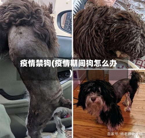 疫情禁狗(疫情期间狗怎么办)