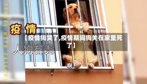 【疫情狗哭了,疫情期间狗关在家里死了】-第2张图片