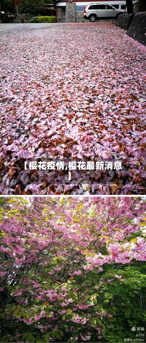 【樱花疫情,樱花最新消息】-第2张图片