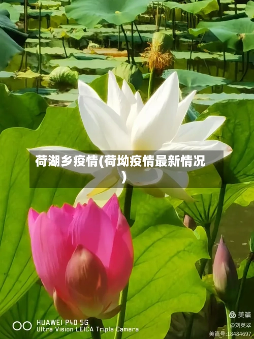 荷湖乡疫情(荷坳疫情最新情况)